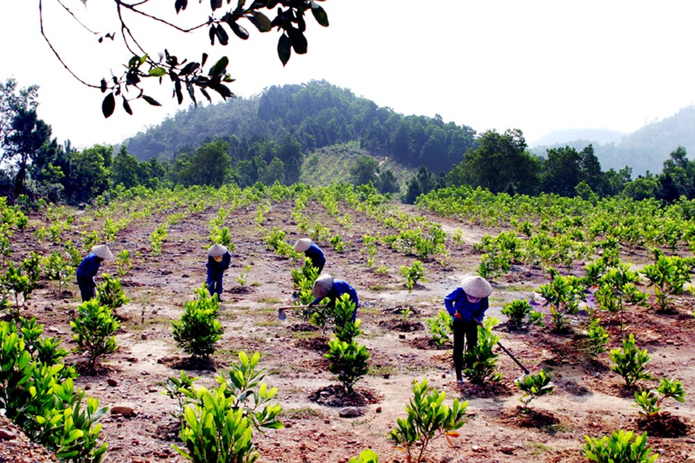 trồng%20rừng.jpg